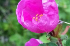 野蔷薇花