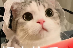 娱乐吃瓜懒猫儿,娱乐吃瓜界的懒人传奇