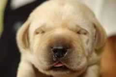 犬窝咳