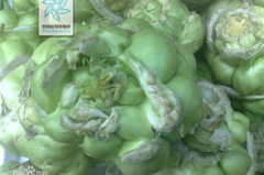 什么是榨菜,揭秘涪陵榨菜的制作工艺与美食魅力