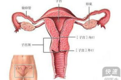 什么是排卵现象,女性生理周期的关键转折点
