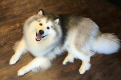 阿拉斯加犬,极地雪橇犬的友善与活力